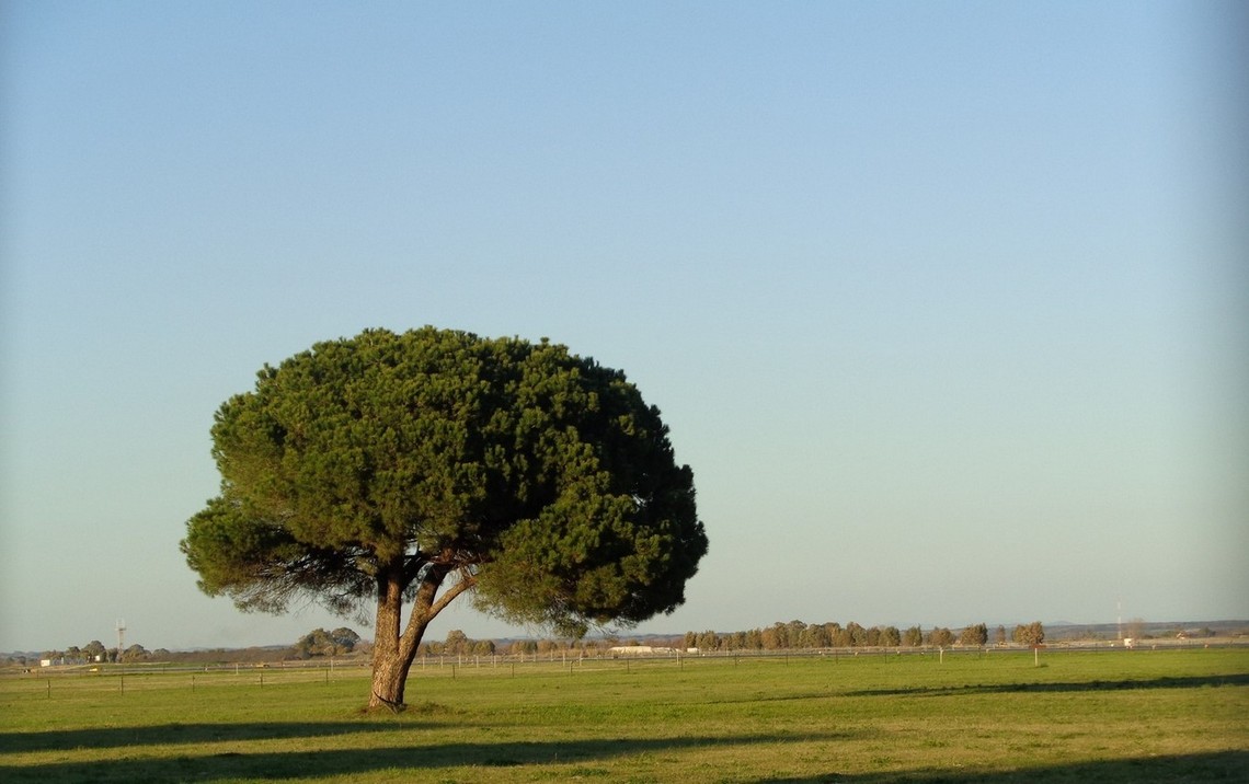 Natura