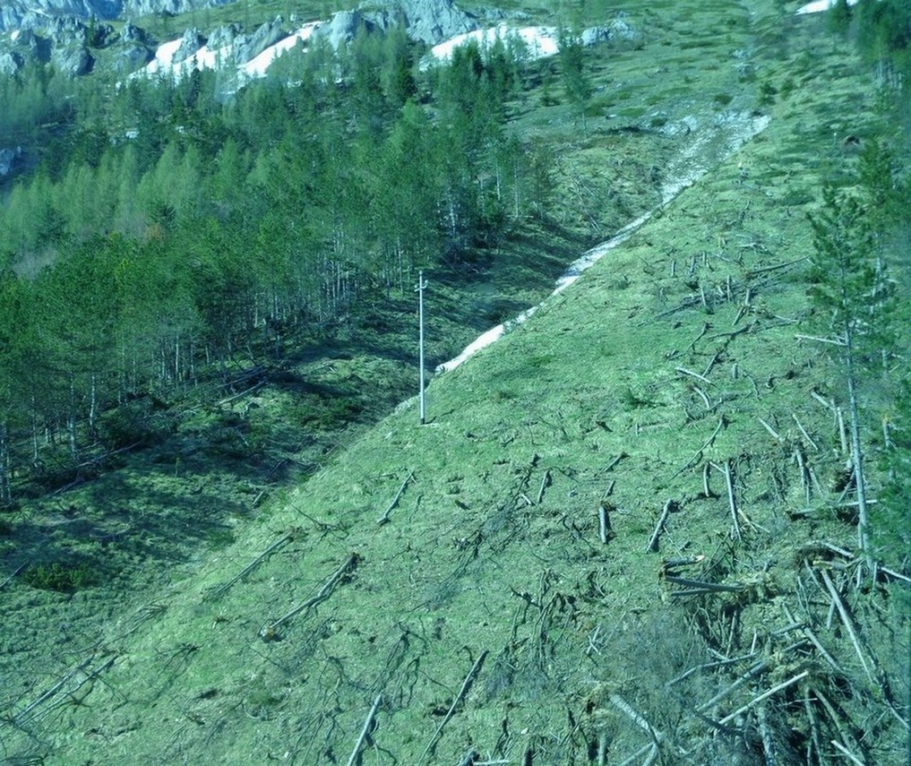 La vegetazione distrutta dalla slavina di questo inverno