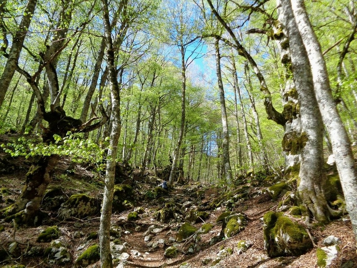 La faggeta