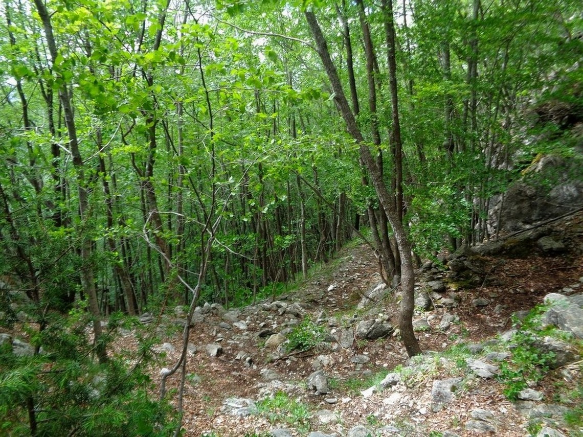 Bosco della zona