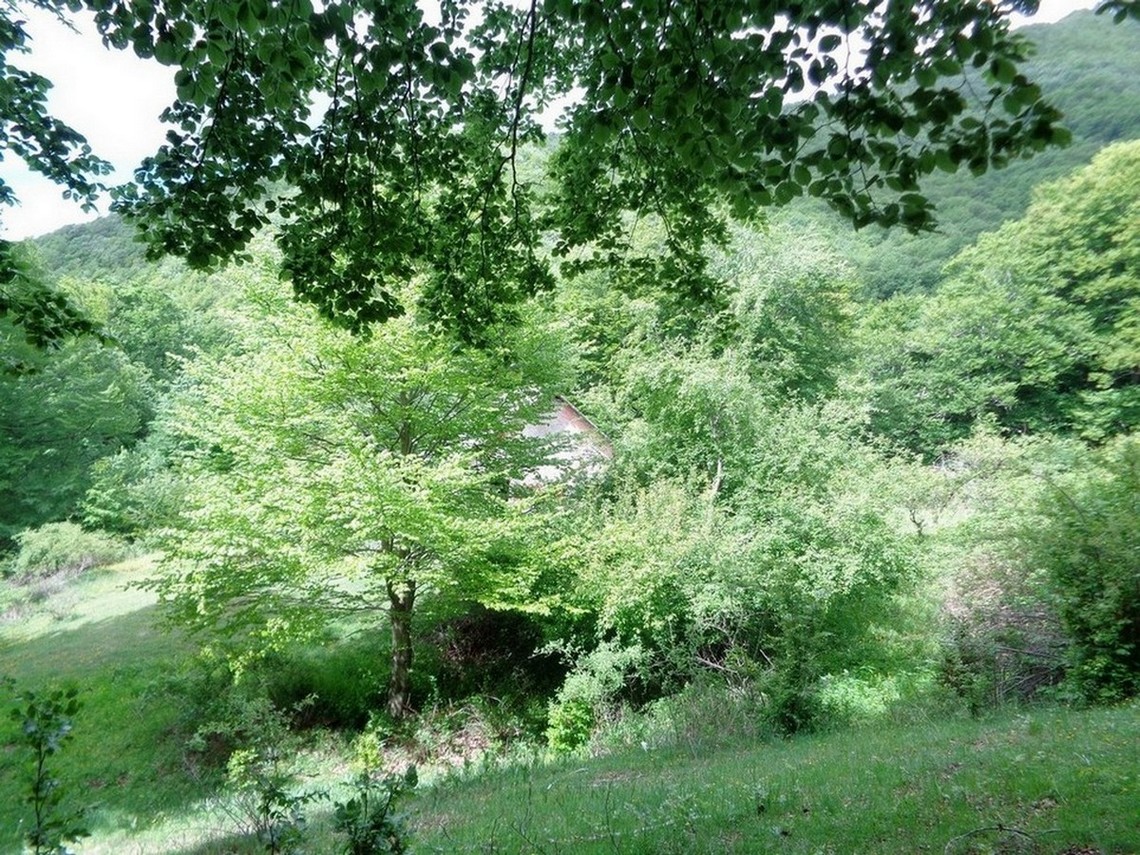 Flora Locale