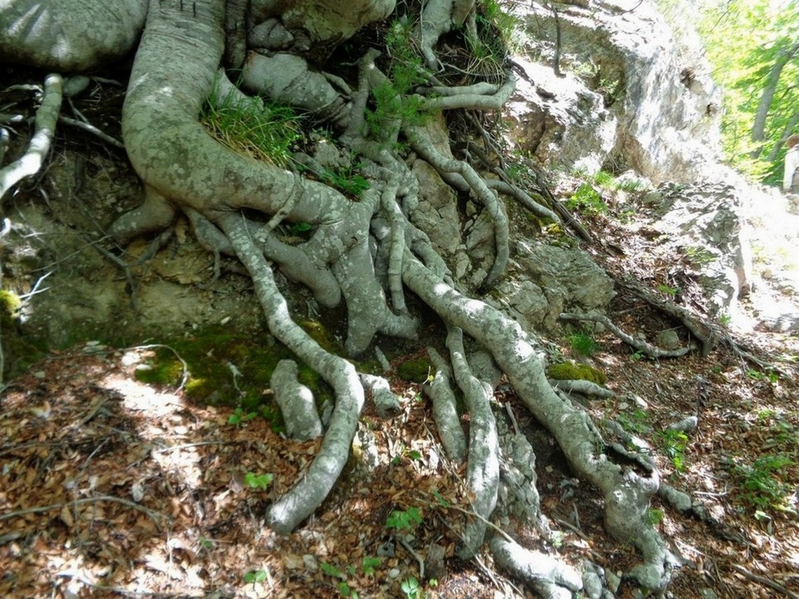 Grovigli Ernici