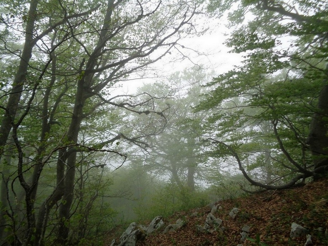 Bosco nebbioso