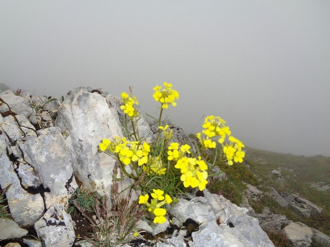 Fiori di quota