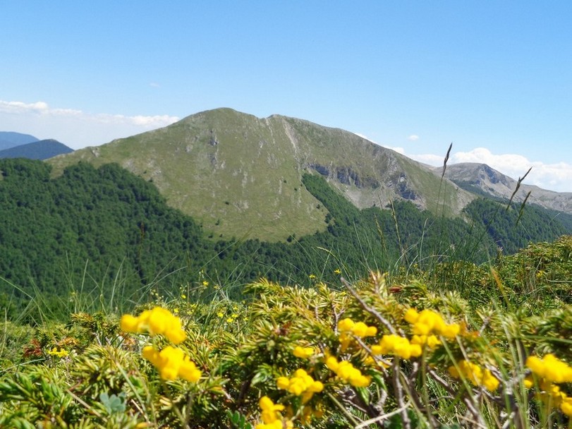 Fiori e Crepacuore