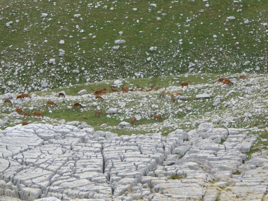 Cervi da lontano