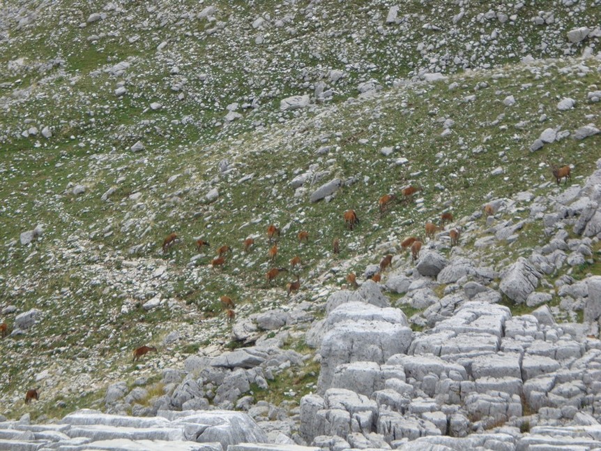 Centinaia