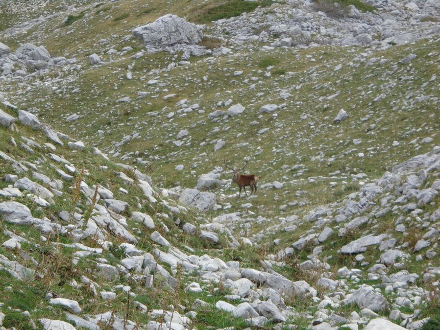 Un cervo ci osserva da vicino