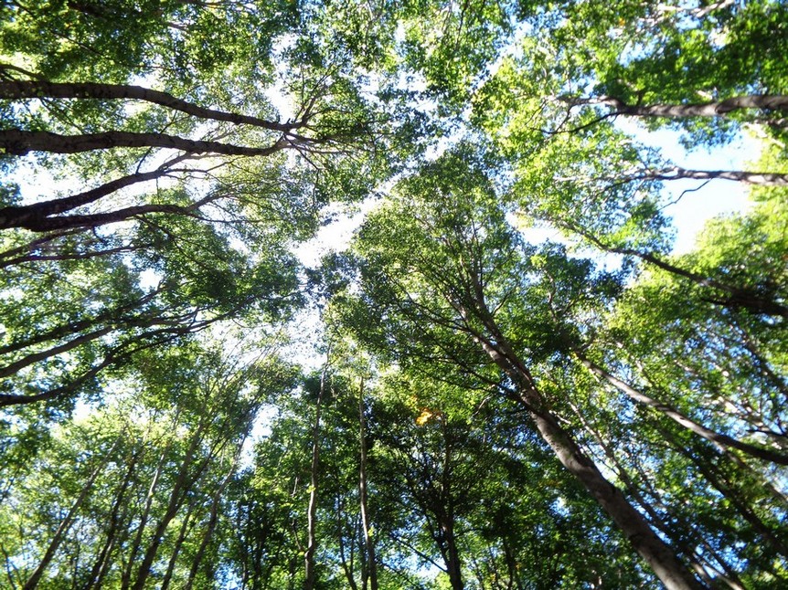 Dentro al bosco