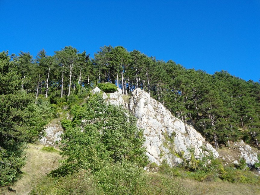 Bellissima Pineta