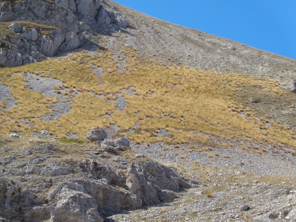 Particolare della vegetazione in quota