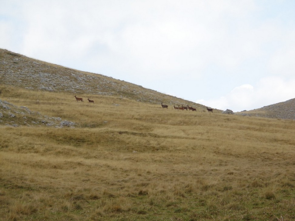 Ci guardano sospettosi
