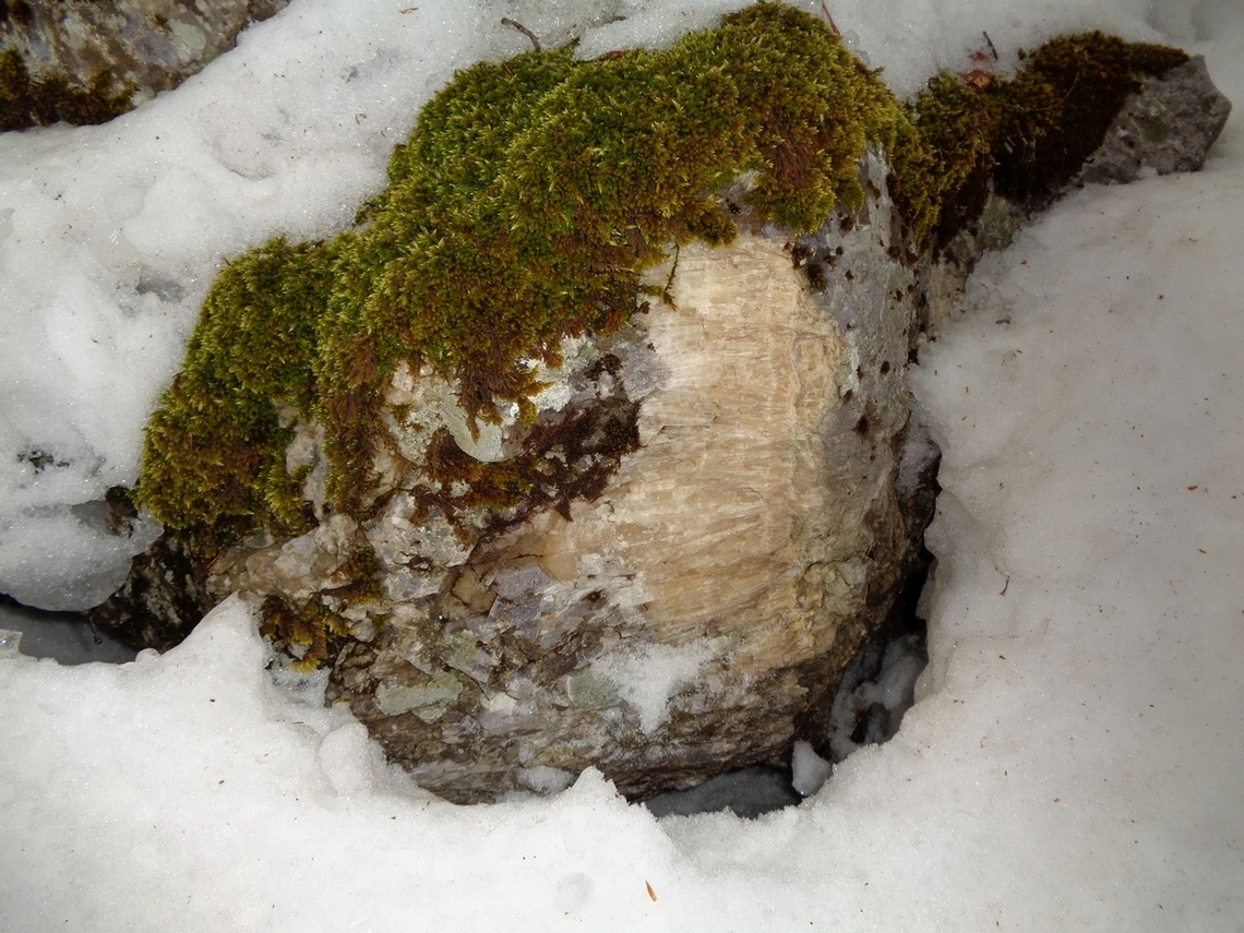 Fossili nel PNALM
