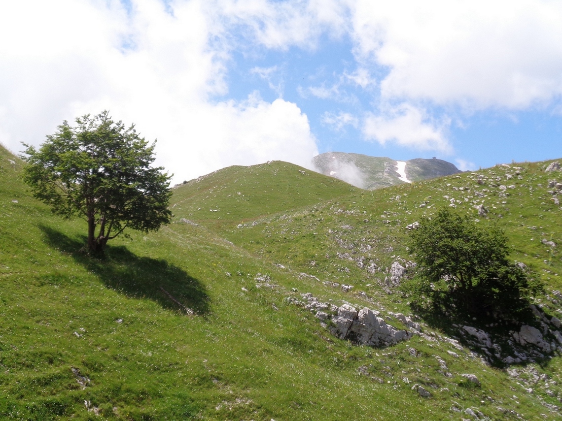 Alberi solitari