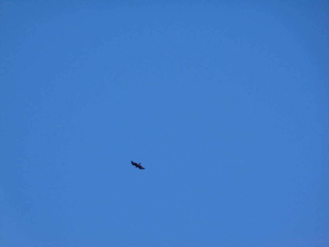 Un rapace ci saluta