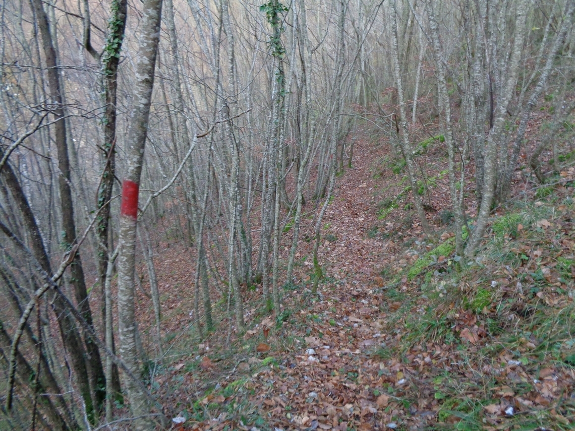 Dentro al bosco