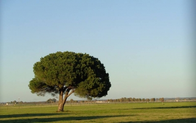 La bellezza...