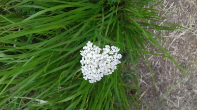 Che questo mio fiore...