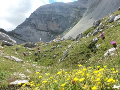 Un fiore...