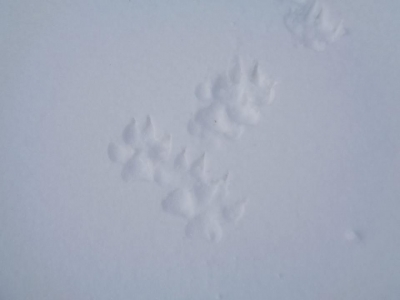 Lupo Solitario...