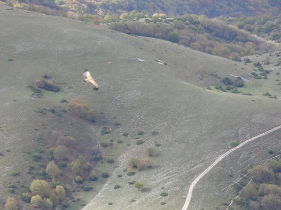 Il Grifone...