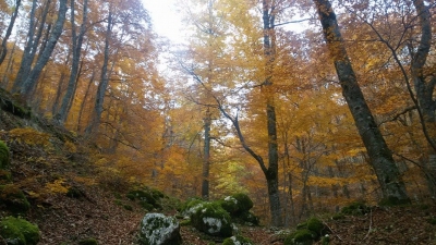 L'Autunno è...