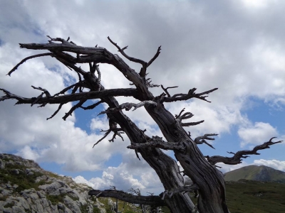 Piegati dal vento del dolore...