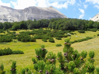 Che il Verde...