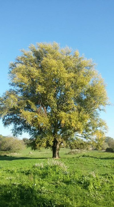 Un Albero...