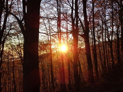 L'Alba fra gli alberi...